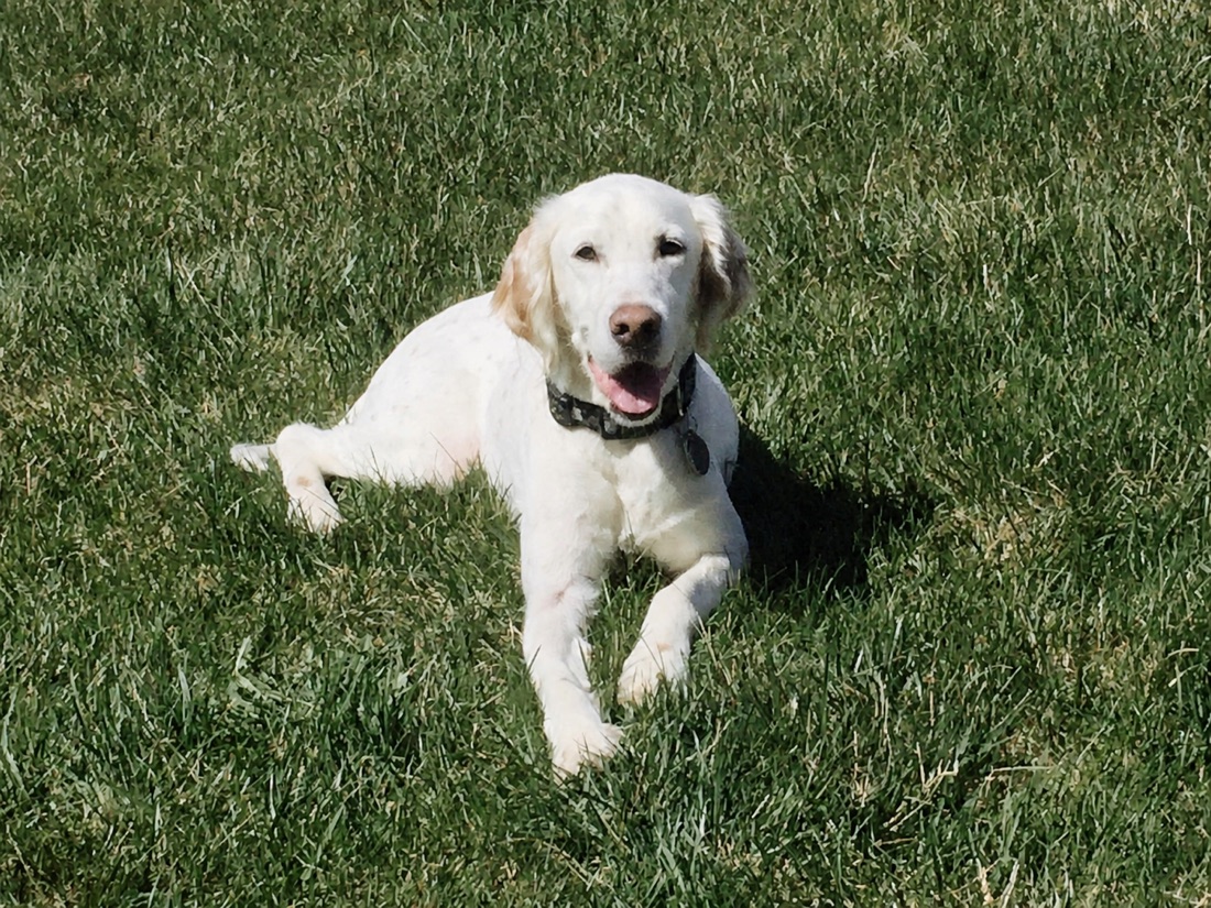 Hunter, a smiling white Labrador, relaxing in the grass